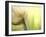 Tulip-Irene Suchocki-Framed Photographic Print