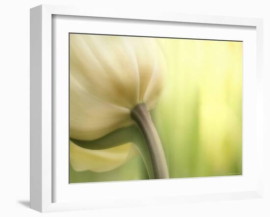 Tulip-Irene Suchocki-Framed Photographic Print