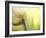 Tulip-Irene Suchocki-Framed Photographic Print