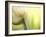 Tulip-Irene Suchocki-Framed Photographic Print