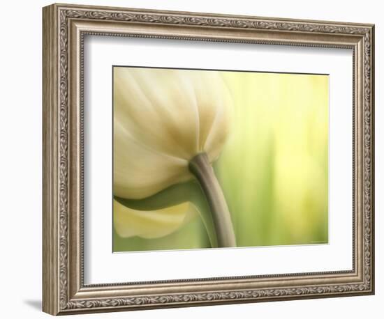 Tulip-Irene Suchocki-Framed Premium Photographic Print