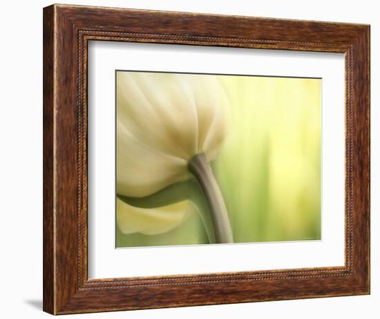 Tulip-Irene Suchocki-Framed Premium Photographic Print