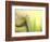 Tulip-Irene Suchocki-Framed Premium Photographic Print