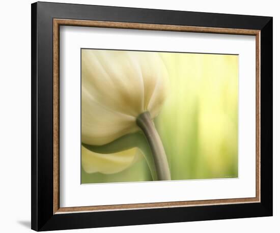 Tulip-Irene Suchocki-Framed Premium Photographic Print