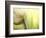 Tulip-Irene Suchocki-Framed Premium Photographic Print