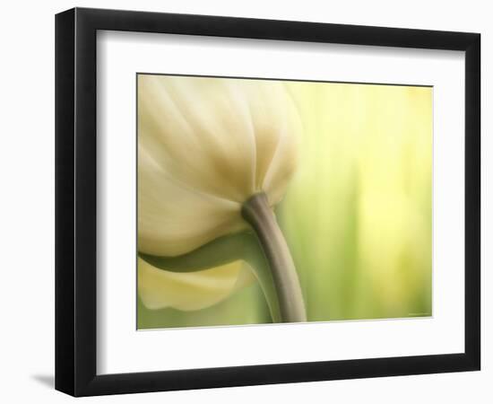 Tulip-Irene Suchocki-Framed Premium Photographic Print