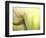 Tulip-Irene Suchocki-Framed Premium Photographic Print