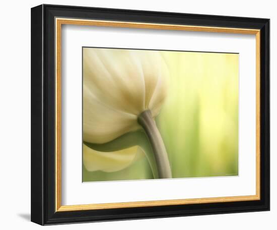 Tulip-Irene Suchocki-Framed Premium Photographic Print