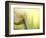 Tulip-Irene Suchocki-Framed Premium Photographic Print