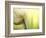 Tulip-Irene Suchocki-Framed Photographic Print