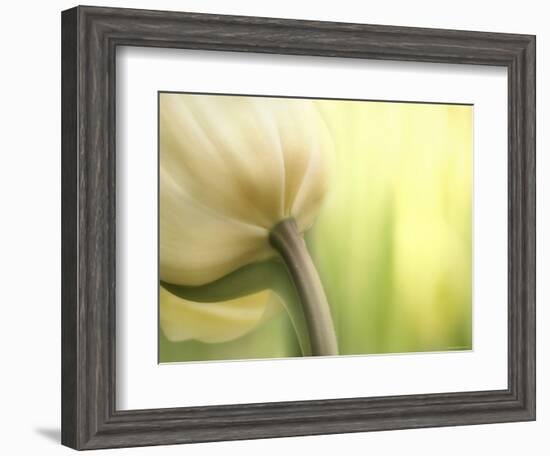 Tulip-Irene Suchocki-Framed Photographic Print