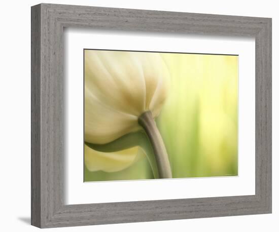 Tulip-Irene Suchocki-Framed Photographic Print