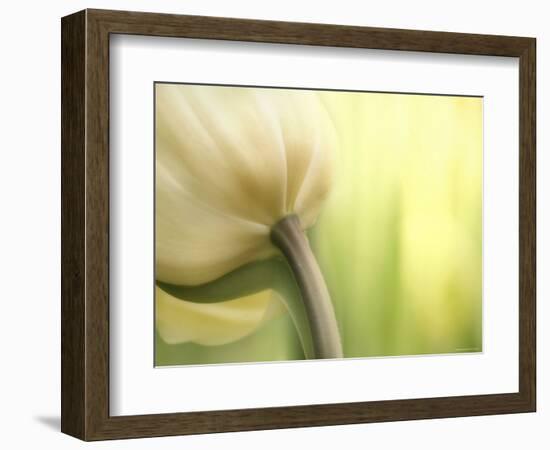 Tulip-Irene Suchocki-Framed Photographic Print