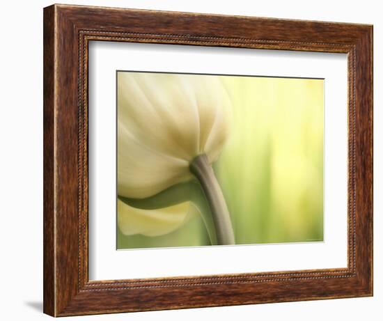 Tulip-Irene Suchocki-Framed Photographic Print