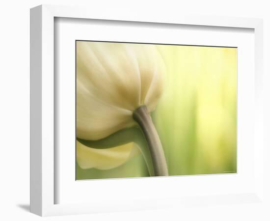 Tulip-Irene Suchocki-Framed Photographic Print