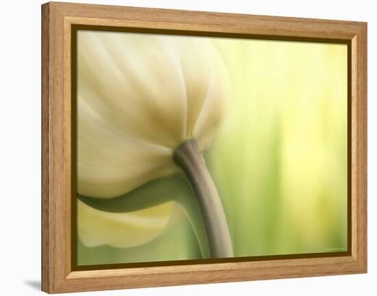 Tulip-Irene Suchocki-Framed Premier Image Canvas