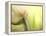 Tulip-Irene Suchocki-Framed Premier Image Canvas