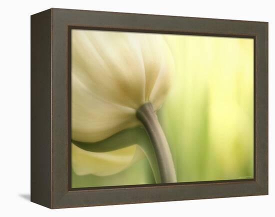 Tulip-Irene Suchocki-Framed Premier Image Canvas