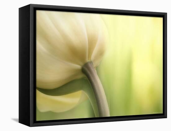 Tulip-Irene Suchocki-Framed Premier Image Canvas