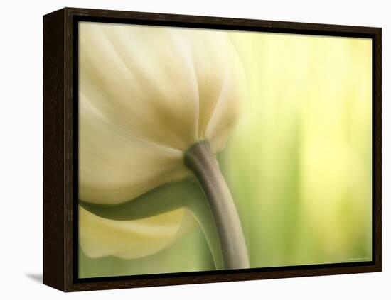 Tulip-Irene Suchocki-Framed Premier Image Canvas