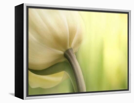 Tulip-Irene Suchocki-Framed Premier Image Canvas