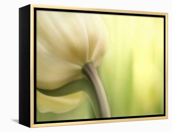 Tulip-Irene Suchocki-Framed Premier Image Canvas