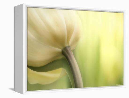 Tulip-Irene Suchocki-Framed Premier Image Canvas