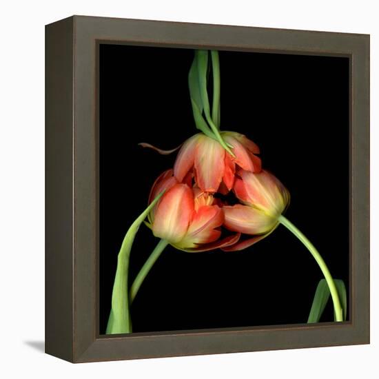 tulip-Magda Indigo-Framed Premier Image Canvas