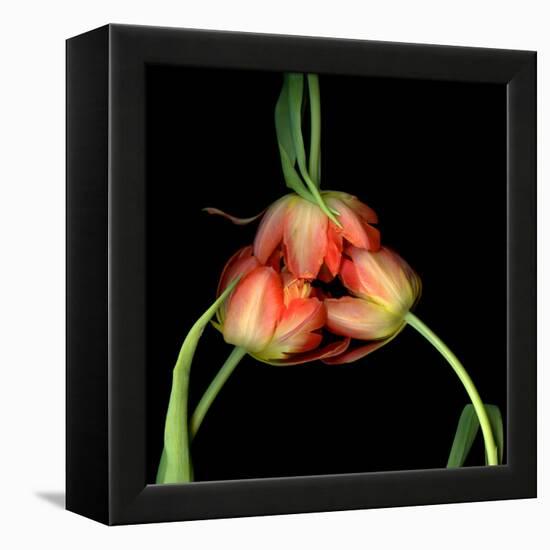 tulip-Magda Indigo-Framed Premier Image Canvas