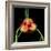 tulip-Magda Indigo-Framed Photographic Print