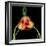 tulip-Magda Indigo-Framed Photographic Print