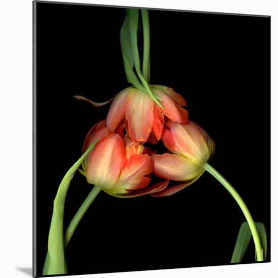 tulip-Magda Indigo-Mounted Photographic Print