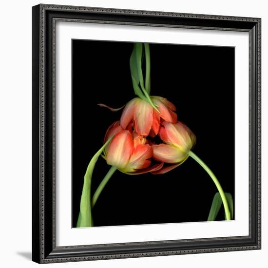 tulip-Magda Indigo-Framed Photographic Print