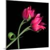 tulip-Magda Indigo-Mounted Premium Photographic Print