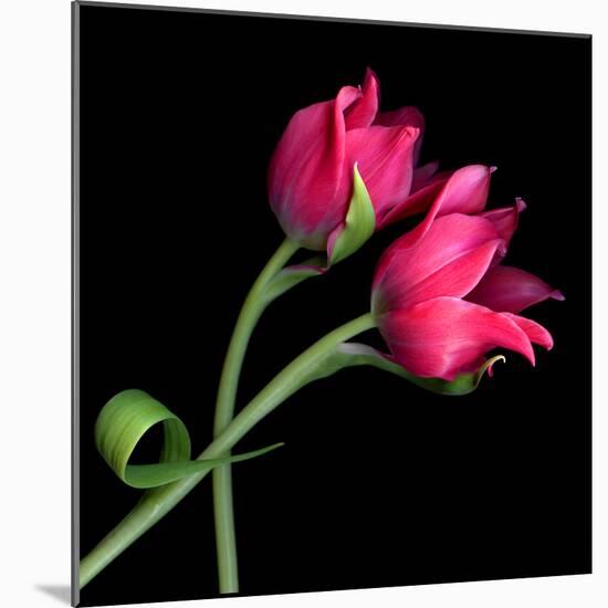 tulip-Magda Indigo-Mounted Premium Photographic Print