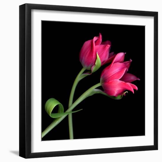 tulip-Magda Indigo-Framed Photographic Print