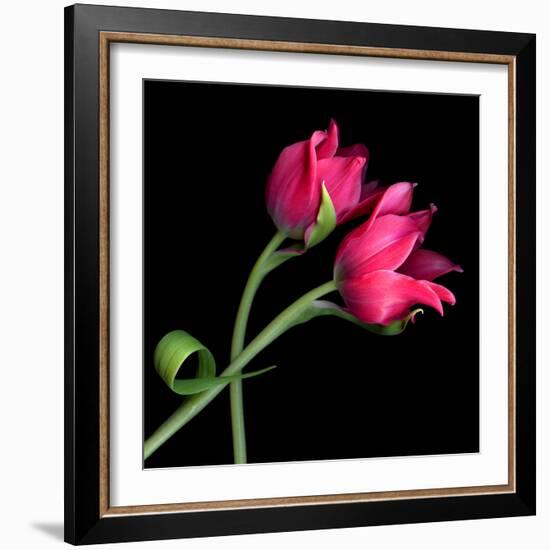 tulip-Magda Indigo-Framed Photographic Print