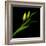 tulip-Magda Indigo-Framed Photographic Print