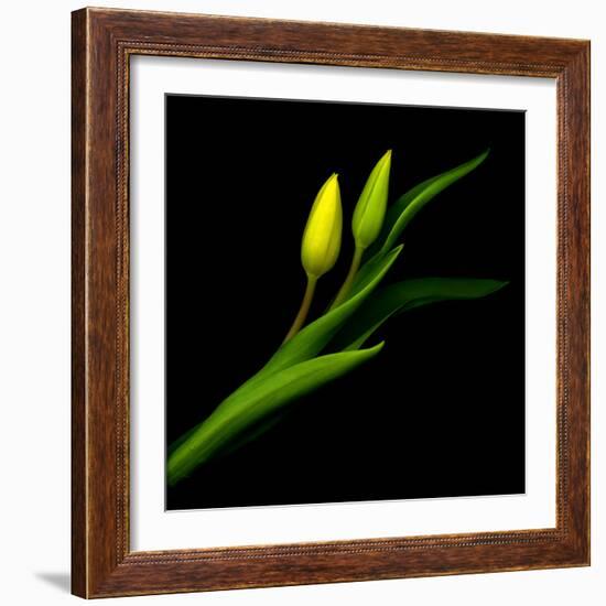 tulip-Magda Indigo-Framed Photographic Print