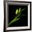 tulip-Magda Indigo-Framed Photographic Print