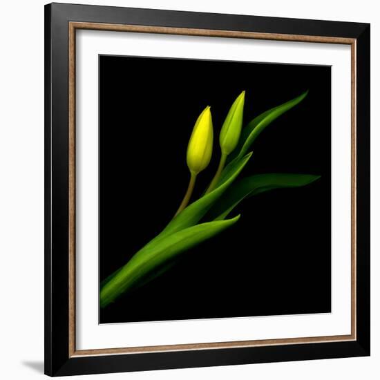 tulip-Magda Indigo-Framed Photographic Print