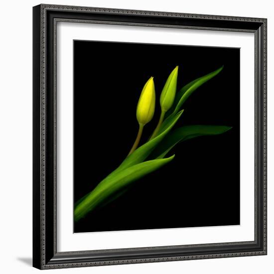 tulip-Magda Indigo-Framed Photographic Print