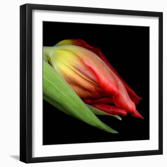 tulip-Magda Indigo-Framed Photographic Print