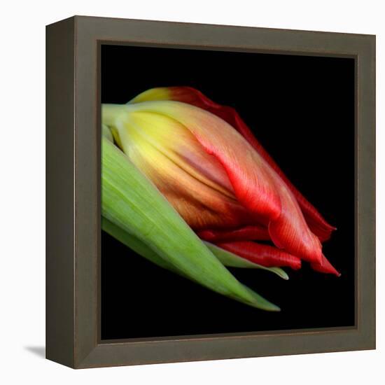 tulip-Magda Indigo-Framed Premier Image Canvas