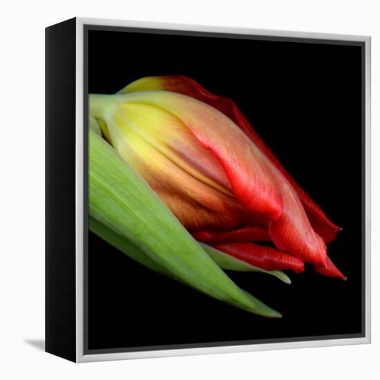 tulip-Magda Indigo-Framed Premier Image Canvas