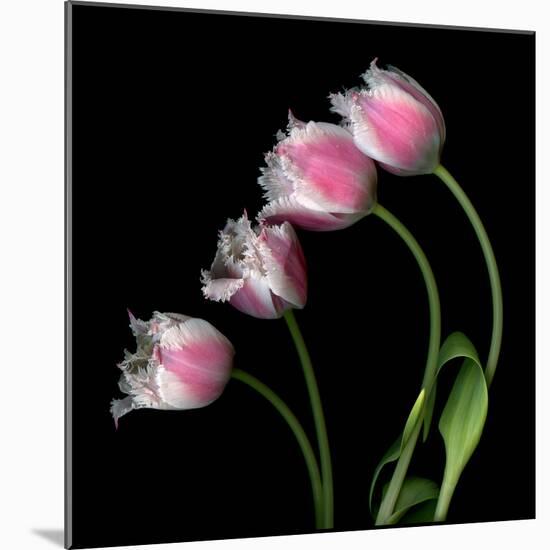 tulip-Magda Indigo-Mounted Photographic Print