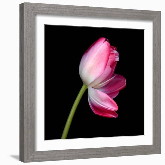 tulip-Magda Indigo-Framed Photographic Print