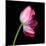 tulip-Magda Indigo-Mounted Photographic Print