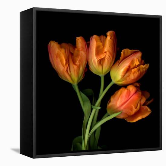 tulip-Magda Indigo-Framed Premier Image Canvas