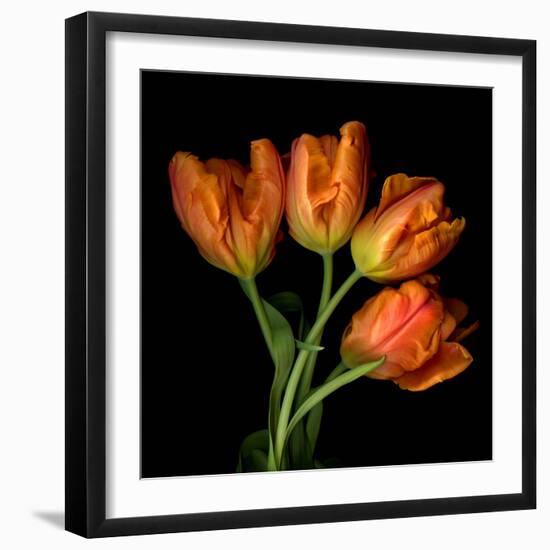 tulip-Magda Indigo-Framed Photographic Print